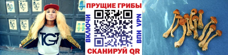 kraken вход  купить наркотик  Дигора  Псилоцибиновые грибы мухоморы 